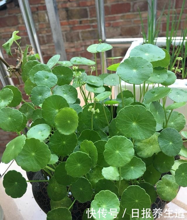 4种花不怕被浇死,浇水越多反而越旺盛,爱浇水花友必养!