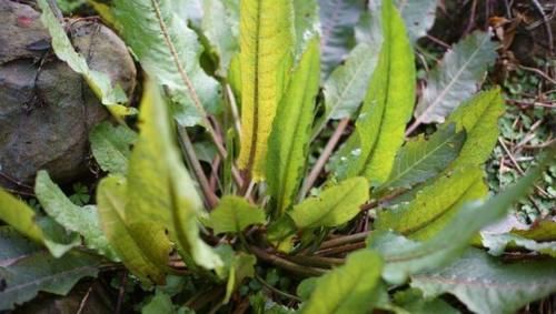 中草药|被名字耽误的一种草本，曾当野草处理，却不知它是“救命王”