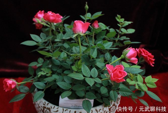 花期|花期超长的10种花，养一盆全年都有花看