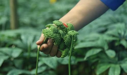清血降脂|女人若有子宫肌瘤，尽量多吃这几样食物，肌瘤可能会慢慢消失