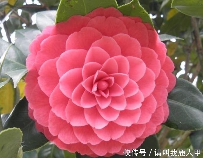 山茶花山茶花|家里阳台养此款花,新手也能养爆盆,花色艳丽,花开枝繁叶茂,美