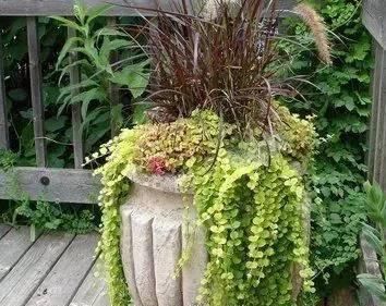 10种出彩的庭院地被花儿，最适合的才是最好的