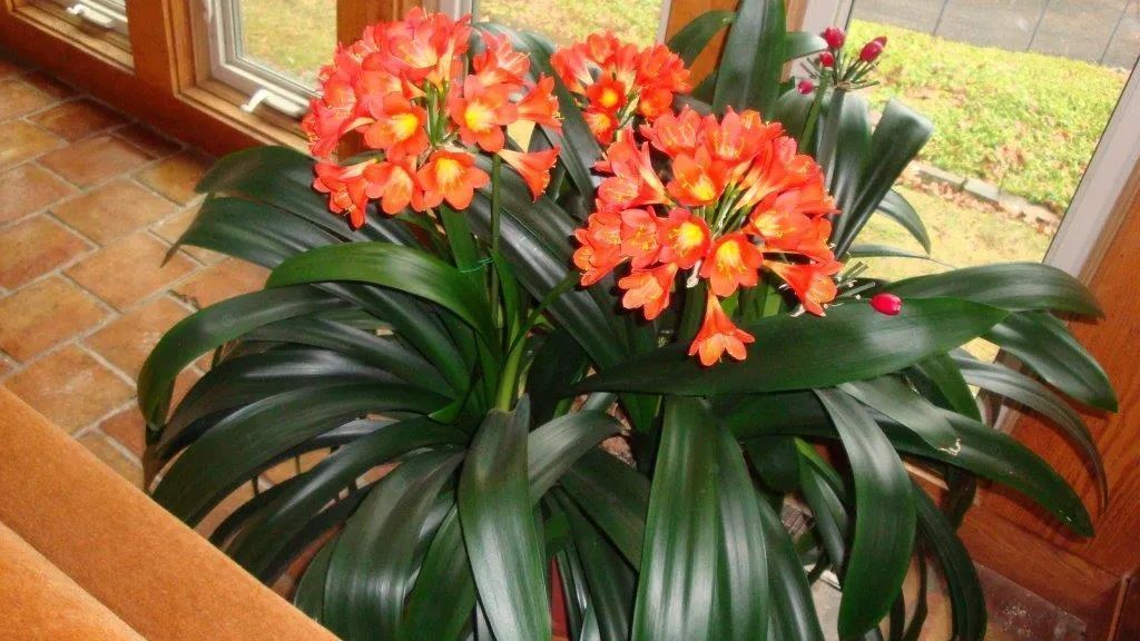 君子兰|为啥很多朋友在家里养不好君子兰,有可能一开始就买错了