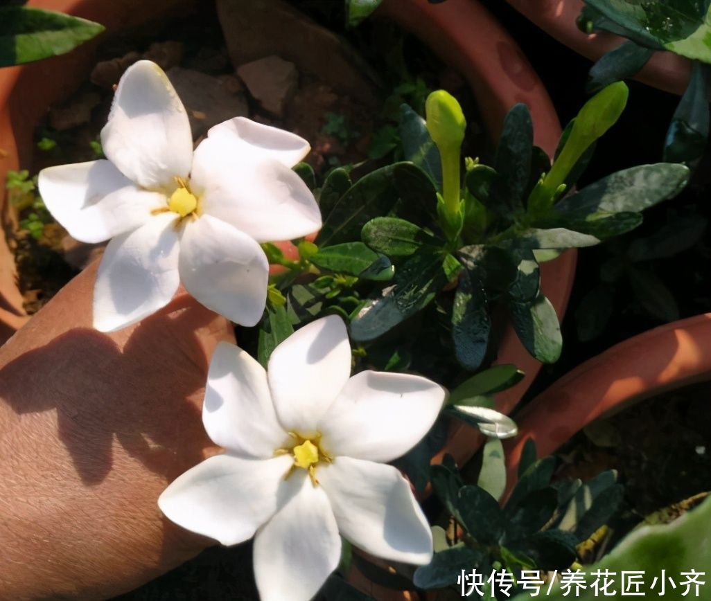 漂亮|4种植物开花漂亮，想要接着再开花，修剪才能开爆盆