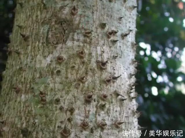 世界上最霸道的树，烧不得砍不得，甚至连碰一下都不行