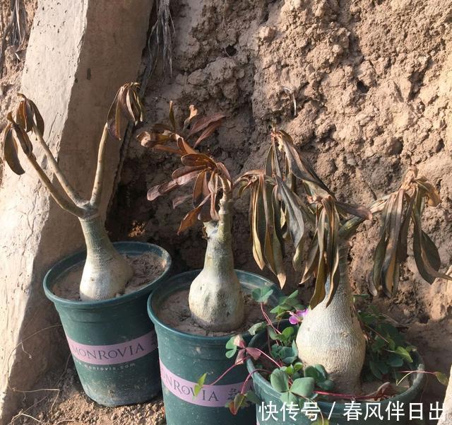 沙漠玫瑰渡劫失败，几天就直接化水，心疼我的傻妹