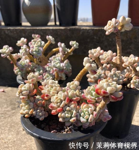 进阶|养多肉，经验很重要，5点必看知识点，帮你快速进阶成大神