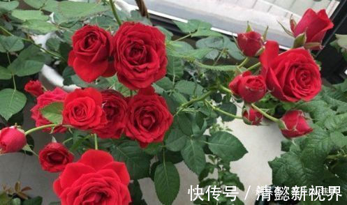 色泽|喜欢牡丹,不如养“高端玫瑰”永远的莫斯科,色泽鲜艳,妩媚娇羞