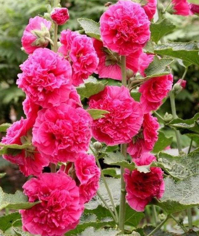 最仙的花卉,迷人的花朵,人见人爱,花朵姿态万千,美