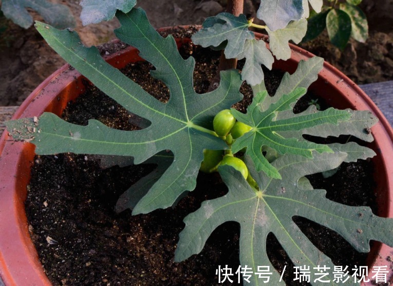 阳台养花过时了，盆栽这2款果树，赏花有果子吃，真令人羡慕