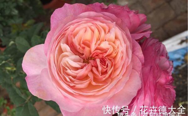 值得入手的6款月季花，花型标准花期长，漂亮又好养，阳台也能种