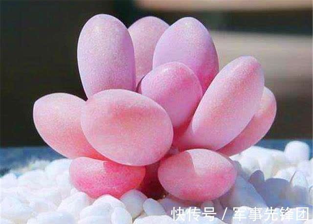 喜欢粉色胖美人,就养这6种,个个都可以惊艳到你