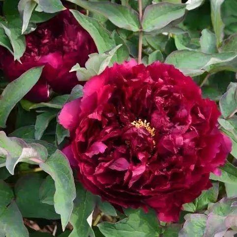 品种|这花只能秋天养,埋土里就活,晚了再等一整年!