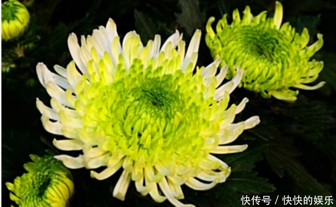 冬季养生正当时,3种食物不可少,补充营养,身体棒棒哒