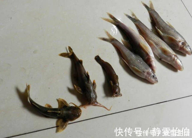 红薯丁|本地使用红薯为饵的方法，分享给各位钓鱼人