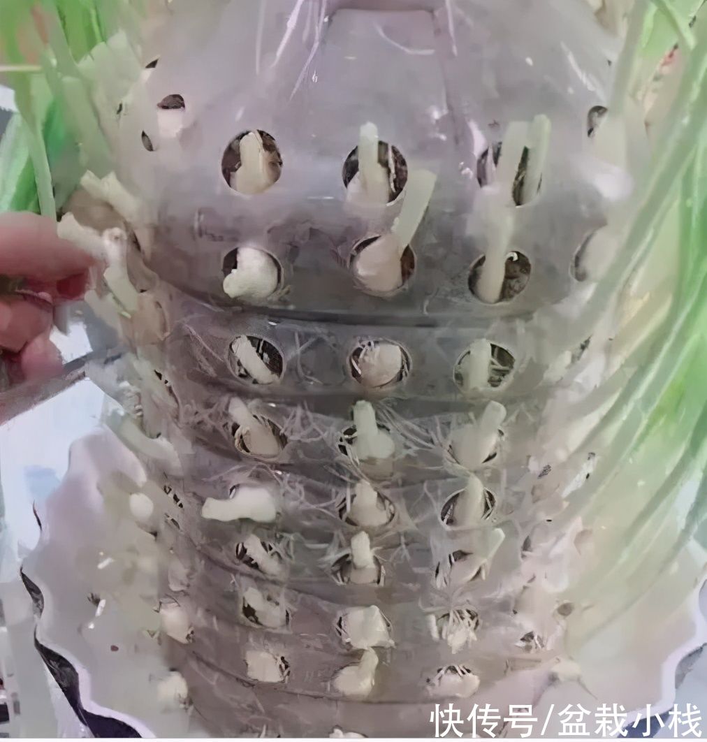 阳台上|废油桶别扔，这样处理一下，养花种菜样样行