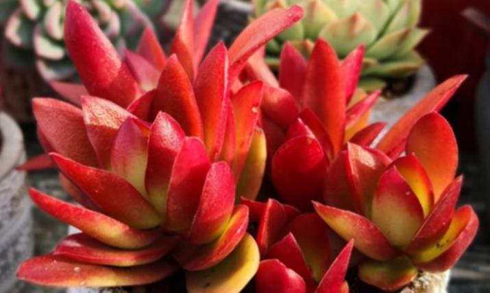 盘点5款耐寒多肉，冬天冻一冻长势旺，颜色艳丽惹人爱，适合新手
