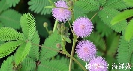 合欢花树