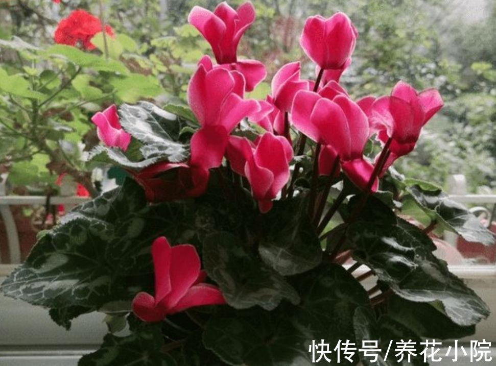 家里养3种花,冬天别停肥,让它早开花