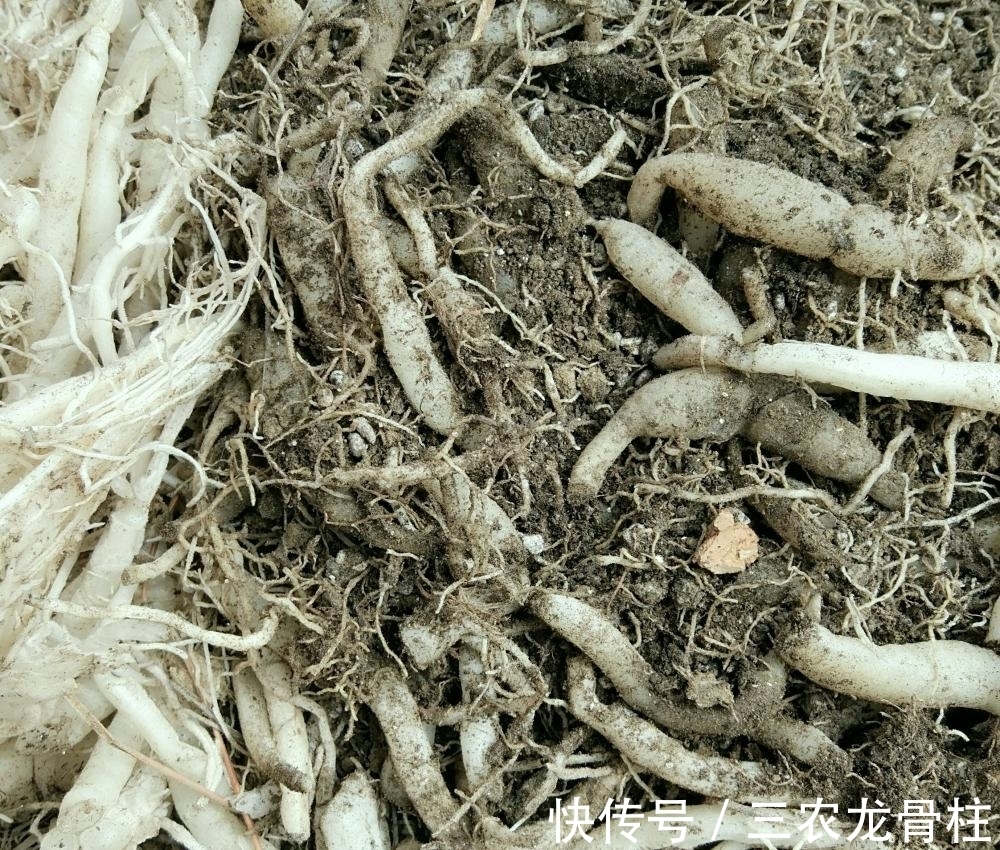 健壮|知道了这几点, 吊兰长的又高又健壮, 叶片比君子兰的叶片还宽