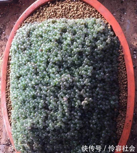 盆里扔2样东西,养花10年不烂根,叶子油光瓦亮,花苞挂满枝头