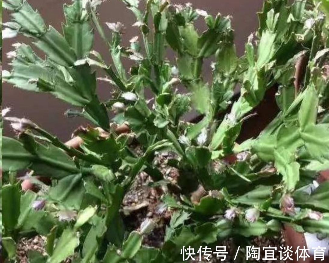 家中养蟹爪兰,夏天有“3怕”,提前了解好,才能安全度夏