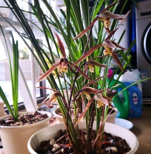 烂根|老花农养兰花,用3种植料,兰花不烂根,芽蹭蹭冒,花呼呼开