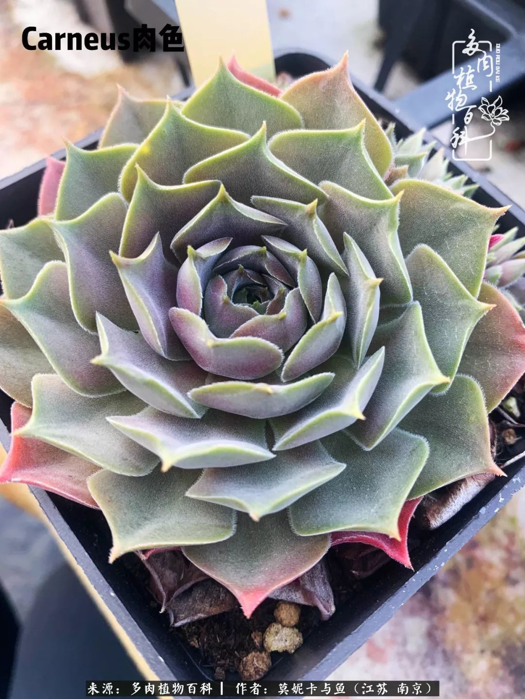 这多肉拼盘这么仙!如何制作达人手把手教你制作长生草拼盘!