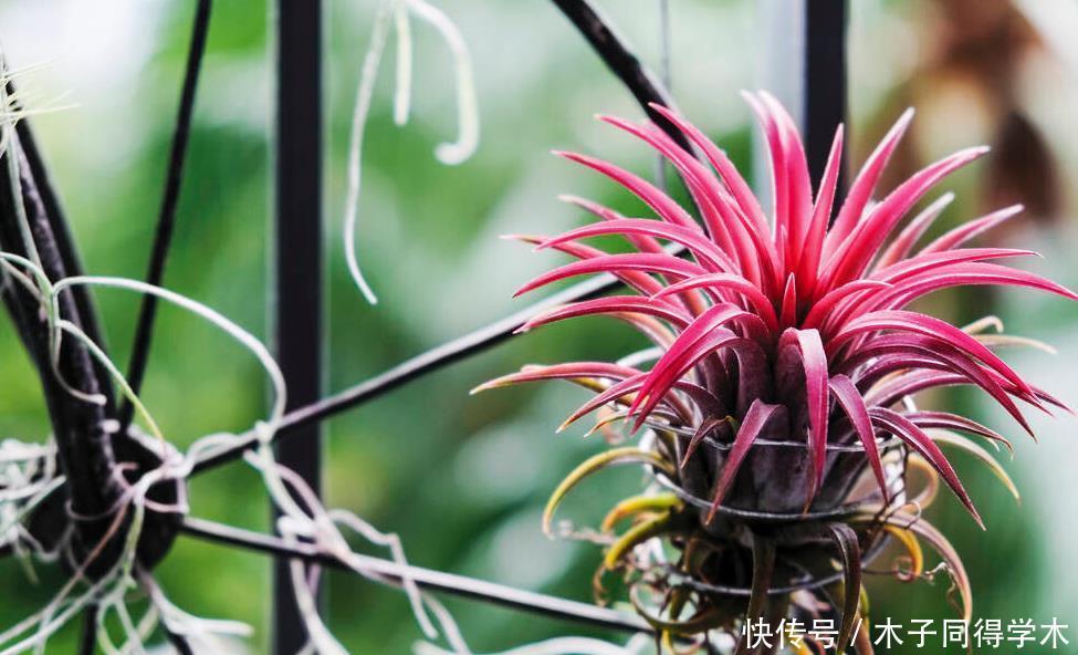 封闭阳台这几种花最好不要入手,因为实在不好养