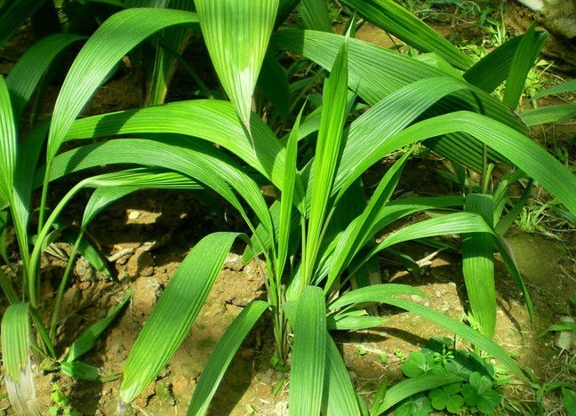 更上一层楼|十个人九个腰痛，用以下野草泡水喝，肾好腰不痛了，湿气一扫而光