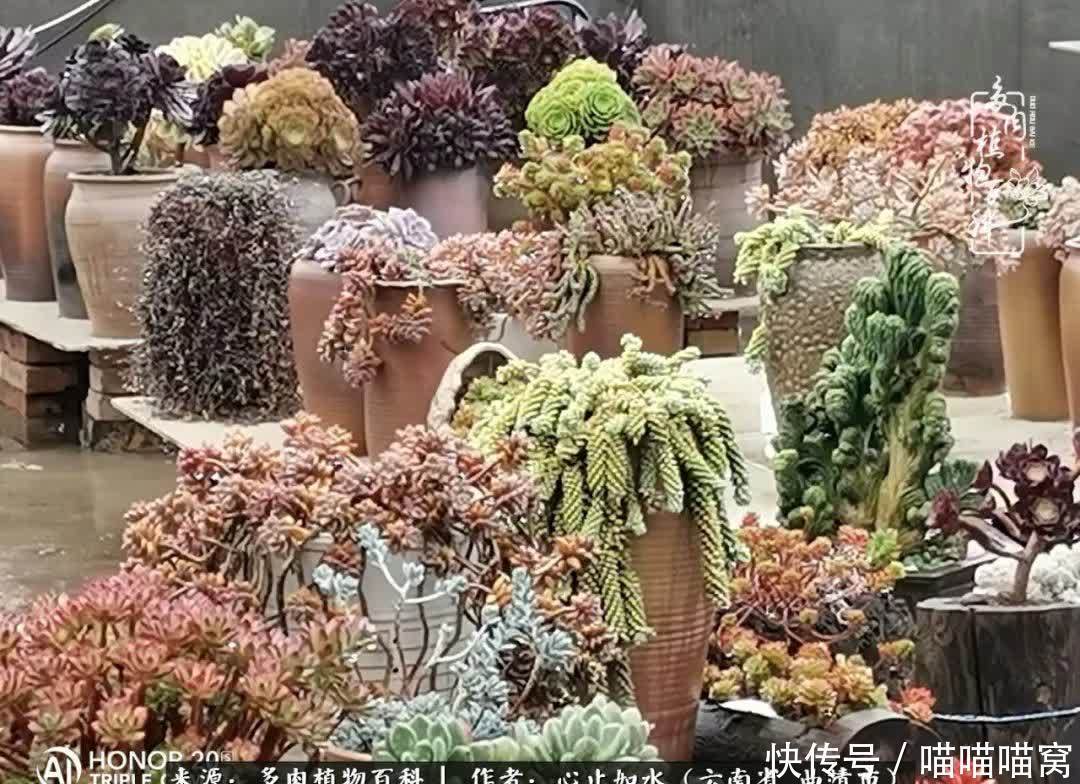 多肉|你是爱,是暖,是希望,你是人间四月天!