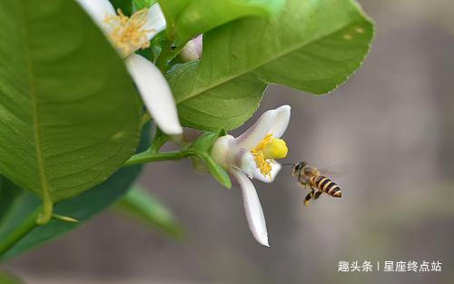 老公|嫁富嫁穷不要紧，婚后从不嫌弃老公穷，越过越富的四大生肖女