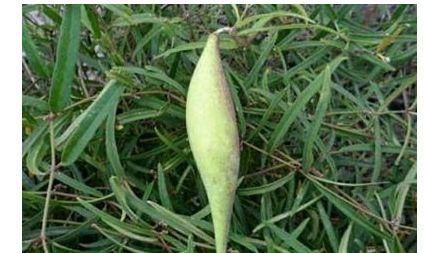 气色|气色好的人都爱吃,推荐吃的食物,清热解毒、化痰止咳、降压消肿