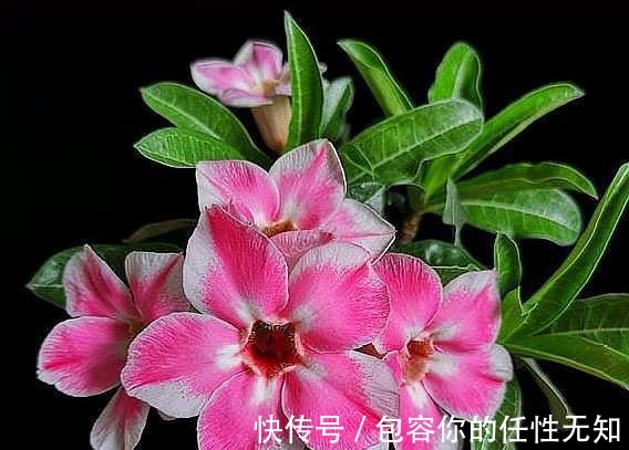 新手养沙漠玫瑰，满足它的“小爱好”，一盆养十年，年年开满花！