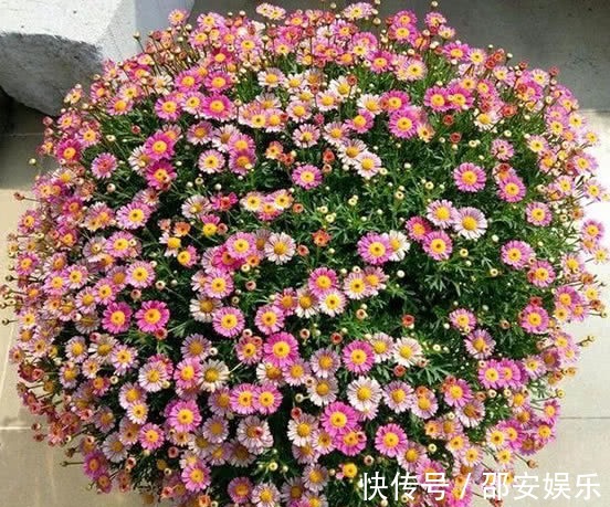 盆栽|最“好吃”的开花盆栽,花可赏叶可吃,扔阳台就爆盆,想吃就摘