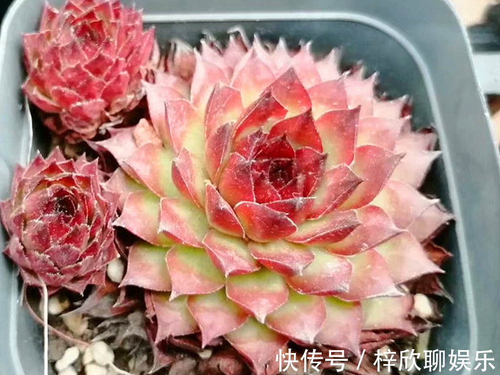 多肉|这些多肉即将进入休眠期，休眠时用对养护方法，可以平安度过夏天