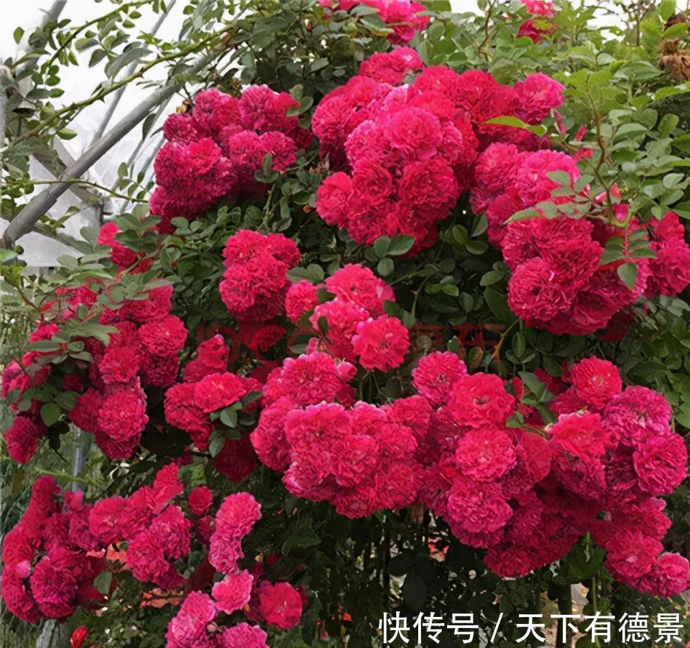 养花|新手养花，有这3款足矣，皮实好养省心，多季节有花赏