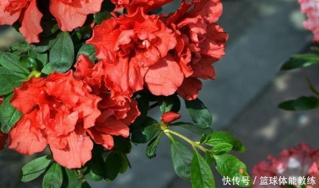 这四种花不怕水,越浇长得越旺,随心浇随便浇!