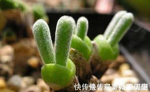 叶片|4种漂亮多肉,怕冷难过冬,新手要慎选,来年开春再养也不迟!