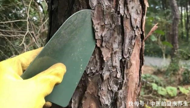 到了冬天捡些它们，开水烫烫、捂捂来养花，比肥强！