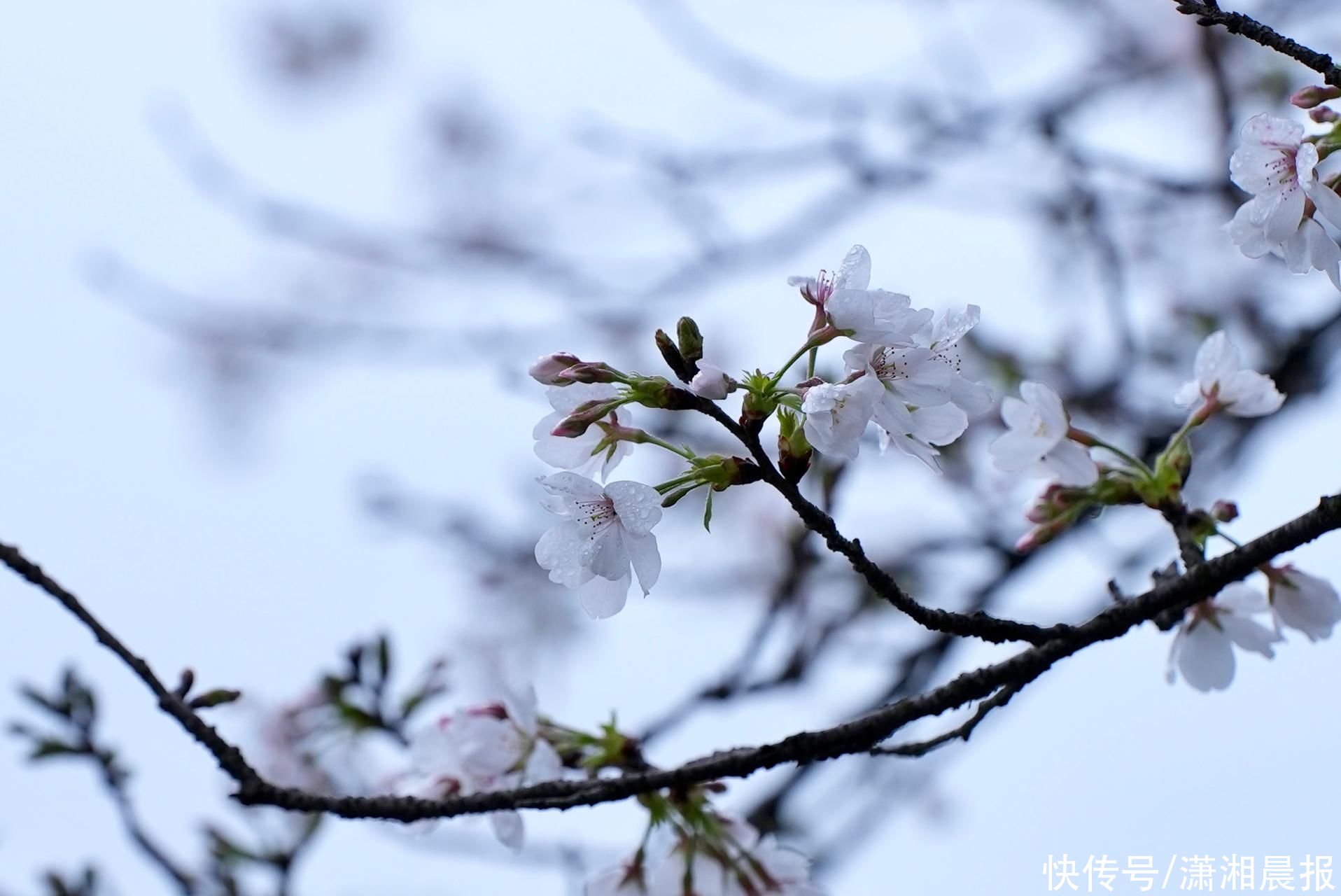 省植物园的吉野樱开花啦！ 专家说，降温降雨对樱花暂时影响不大