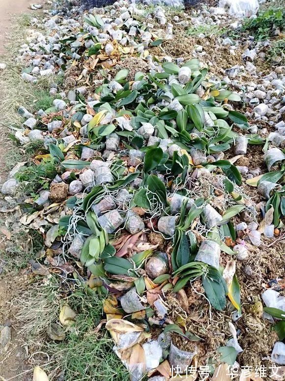 修剪|路边被人丢掉的名贵花,丢人也要捡,种盆里就开花