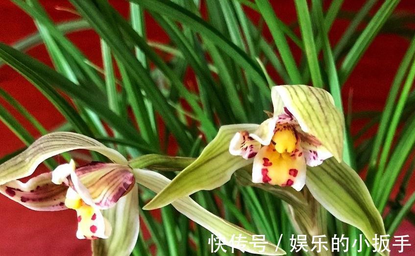 浅谈养兰之道,如何正确给兰花浇水,让它长势旺盛