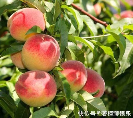 黑加仑黑加仑|全世界公认冠军蔬菜，人到中年多吃，养护关节，骨质不疏松