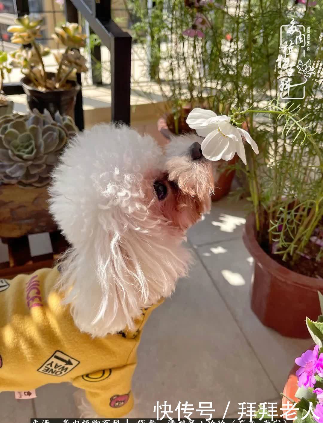 多肉与我,不负时光韶华!