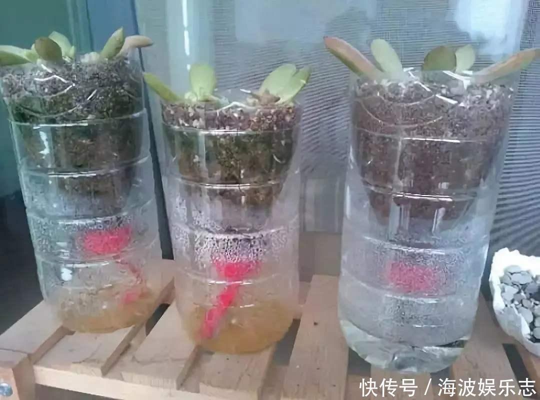 小花|养花不一定要精美的花盆，这几种东西剪一剪，养花创意十足