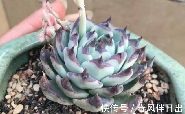 多肉植物|多肉吉娃娃叶片肥厚,叶尖红润似指尖,被誉为多肉里的杨贵妃