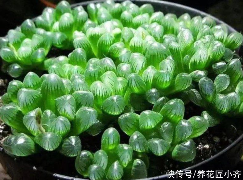 根系|多肉玉露，阳台养就2个要点，养得圆润饱满，晶莹透亮像“水晶”