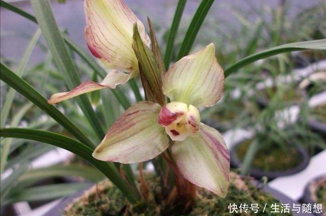 养兰新手必知,要便兰花多发苗、发壮苗,“这个动作”不可不做!