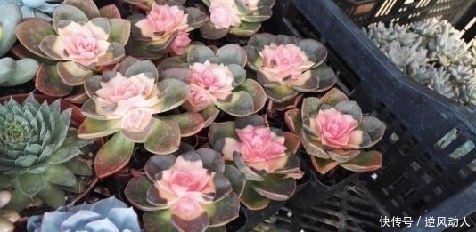 肉友钟爱的6款多肉,最后一种再喜欢也别买,黑腐烂根养不好!
